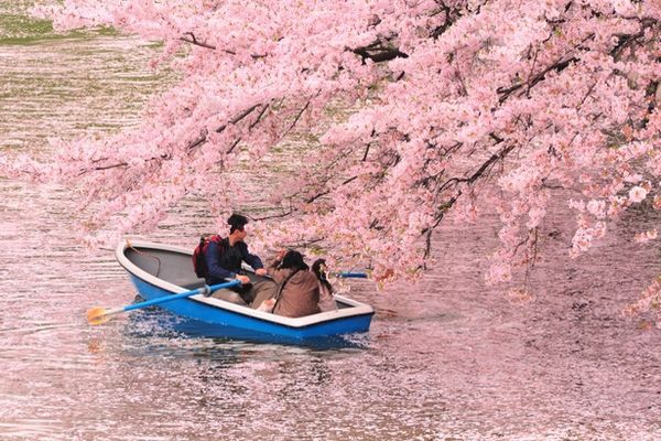 6 địa điểm bạn có thể thưởng thức Hanaikada: Những dòng sông màu hồng ở Nhật Bản